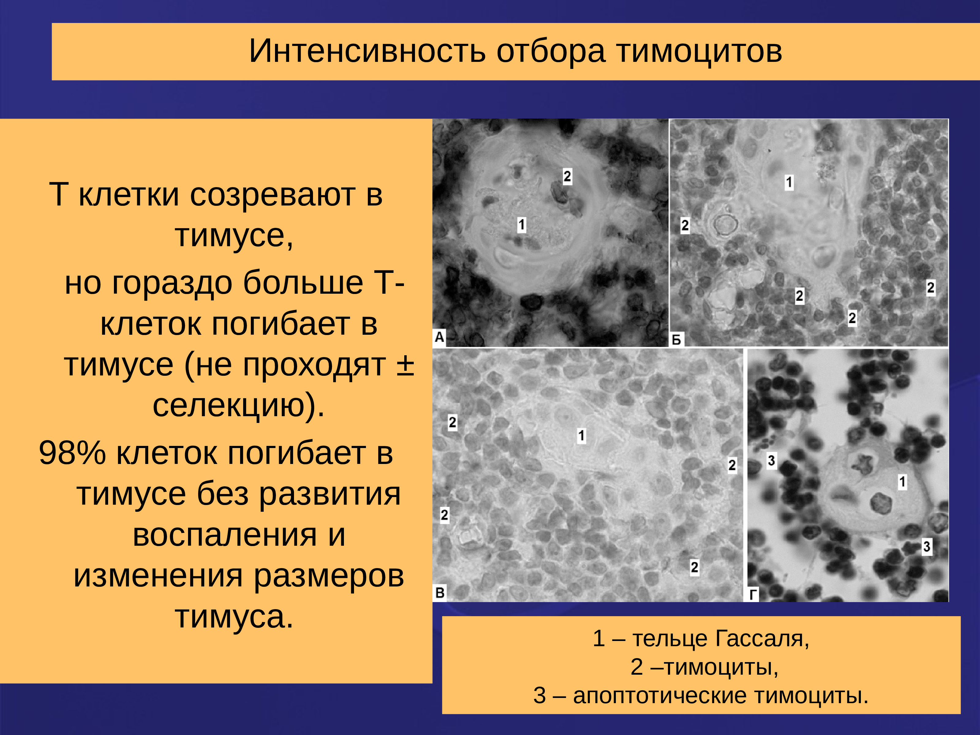 Созревание клетки. Клетки тимуса. В тимусе созревают клетки. Созревания тимоцитов в тимусе. Интенсивность отбора.