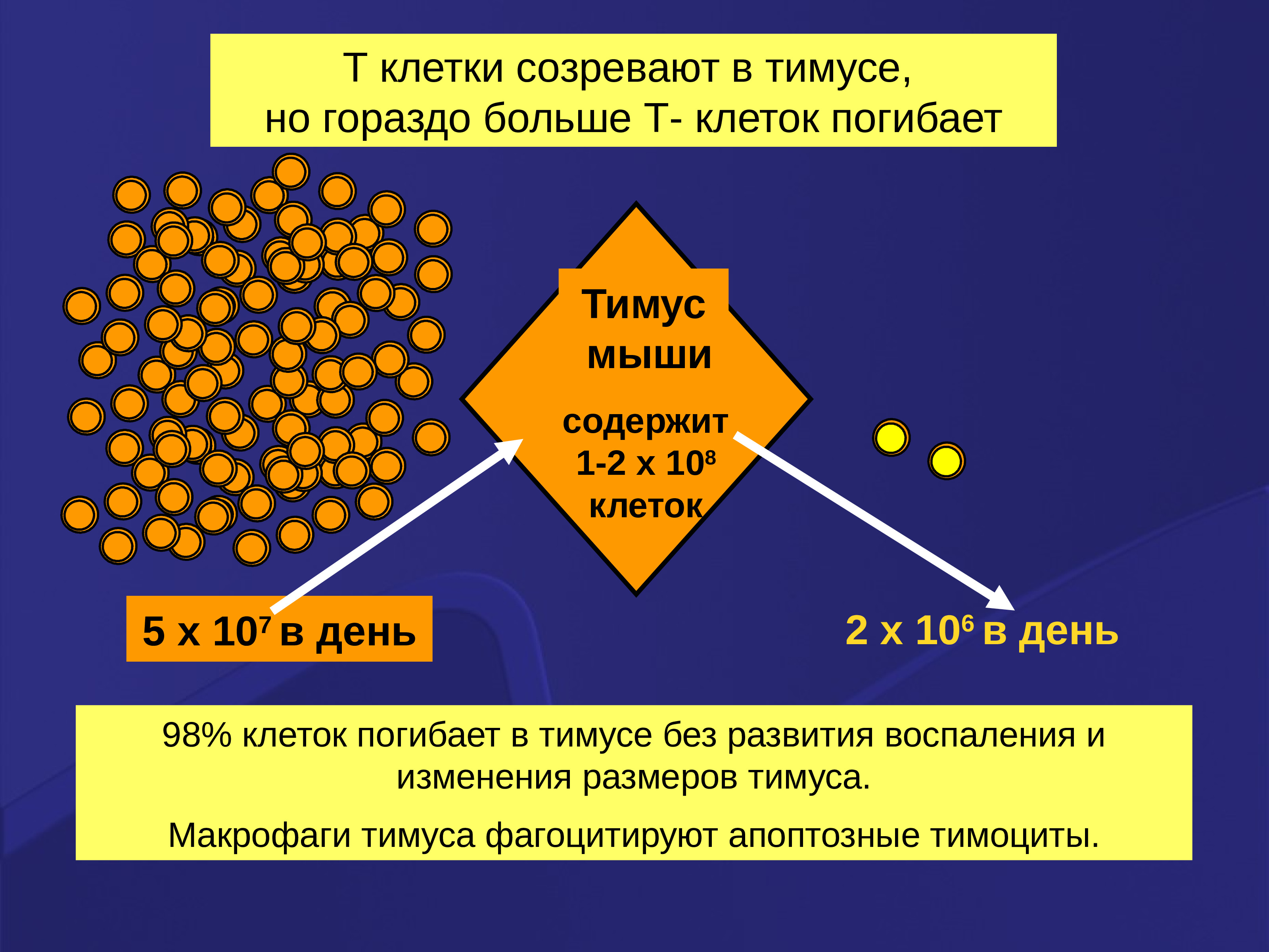 Иммунопоэз это