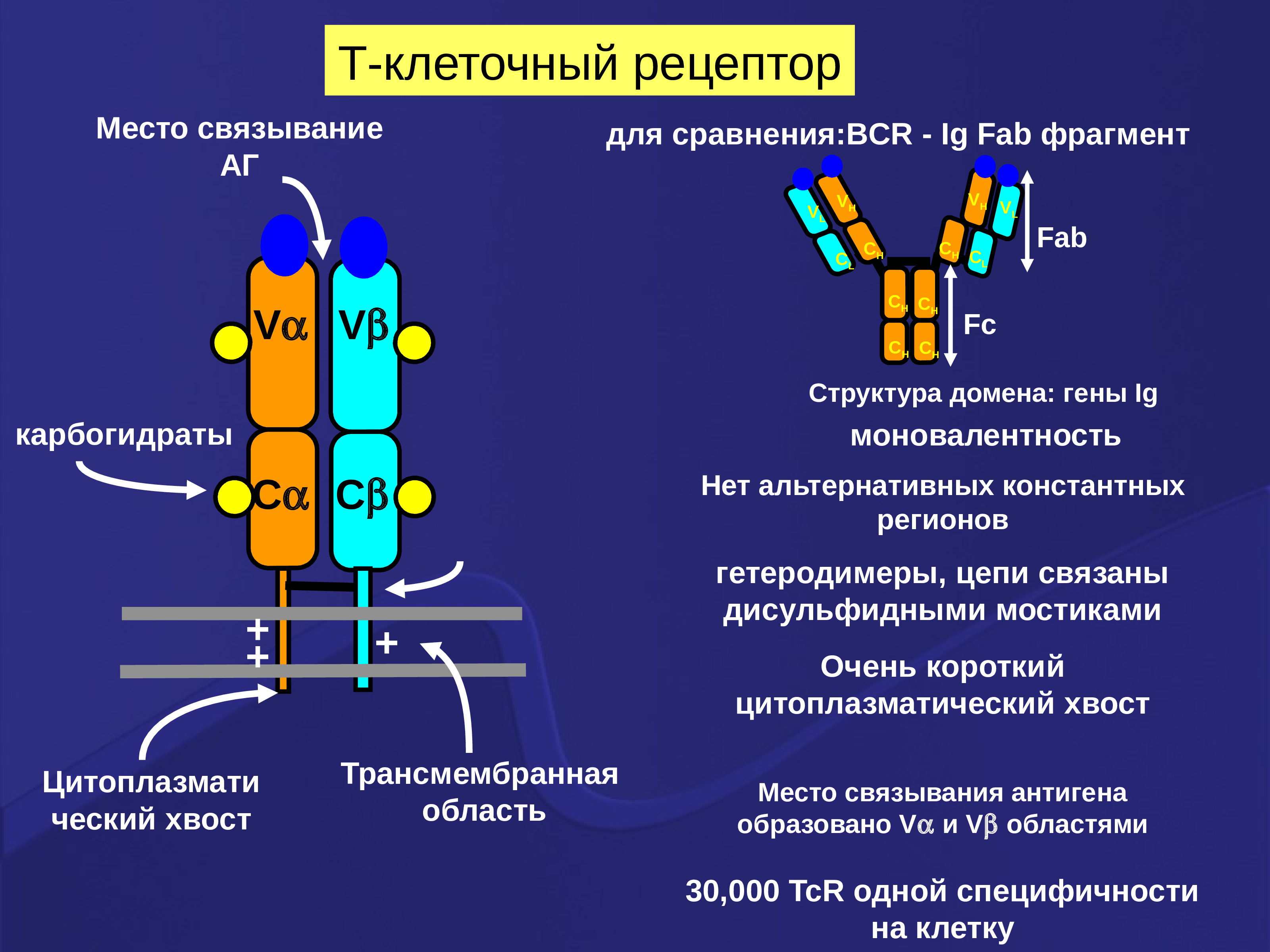 Домены антител. Строение t клеточного рецептора. Схема строения т клеточного рецептора. Структура антигена распознающего рецептора т-клетки. TCR Рецептор т лимфоцитов строение.