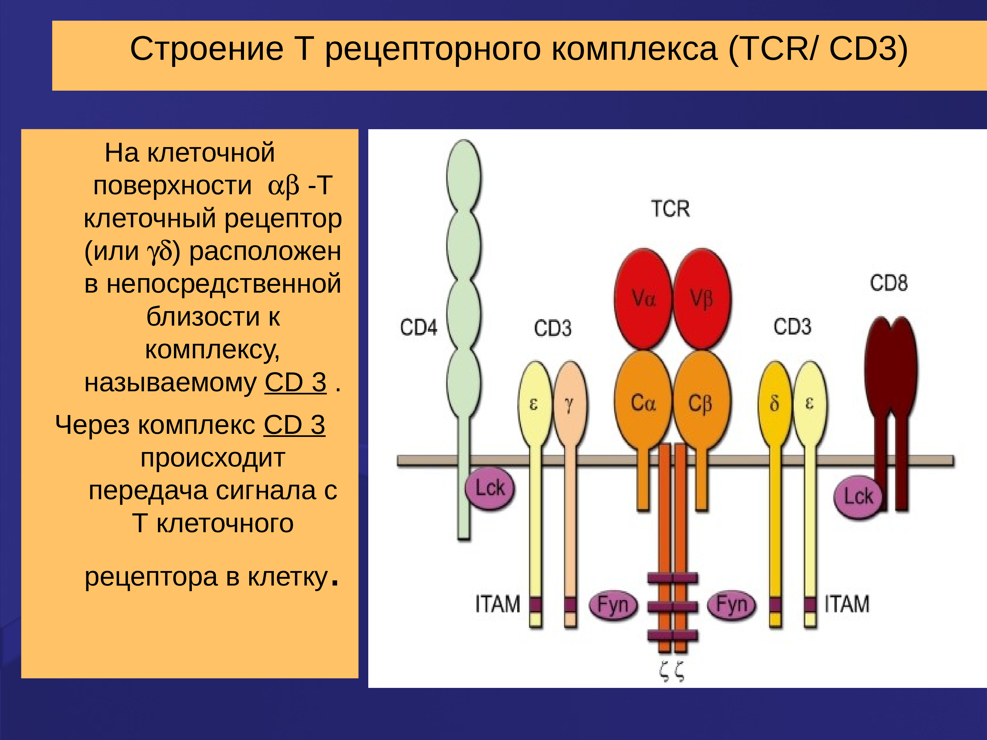 B строение. Строение т-клеточного рецептора TCR. Структура т-клеточного рецептора (TCR).. Строение TCR рецептора иммунология. Cd3 комплекс т клеточного рецептора способен.