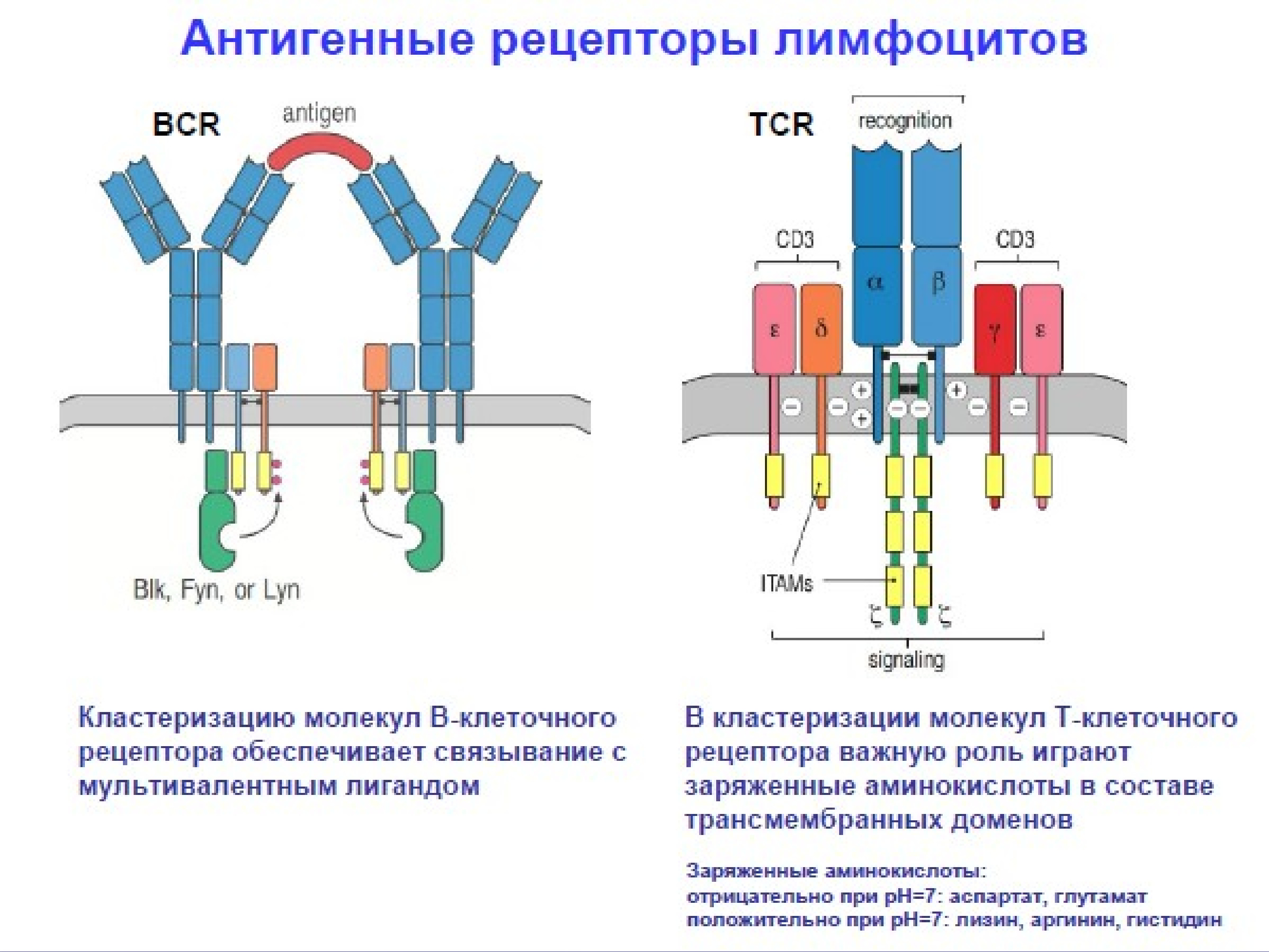 4 рецептора. Т клеточный Рецептор строение иммунология. Строение BCR рецептора. Схема строения TCR рецептора. TCR Рецептор т лимфоцитов.