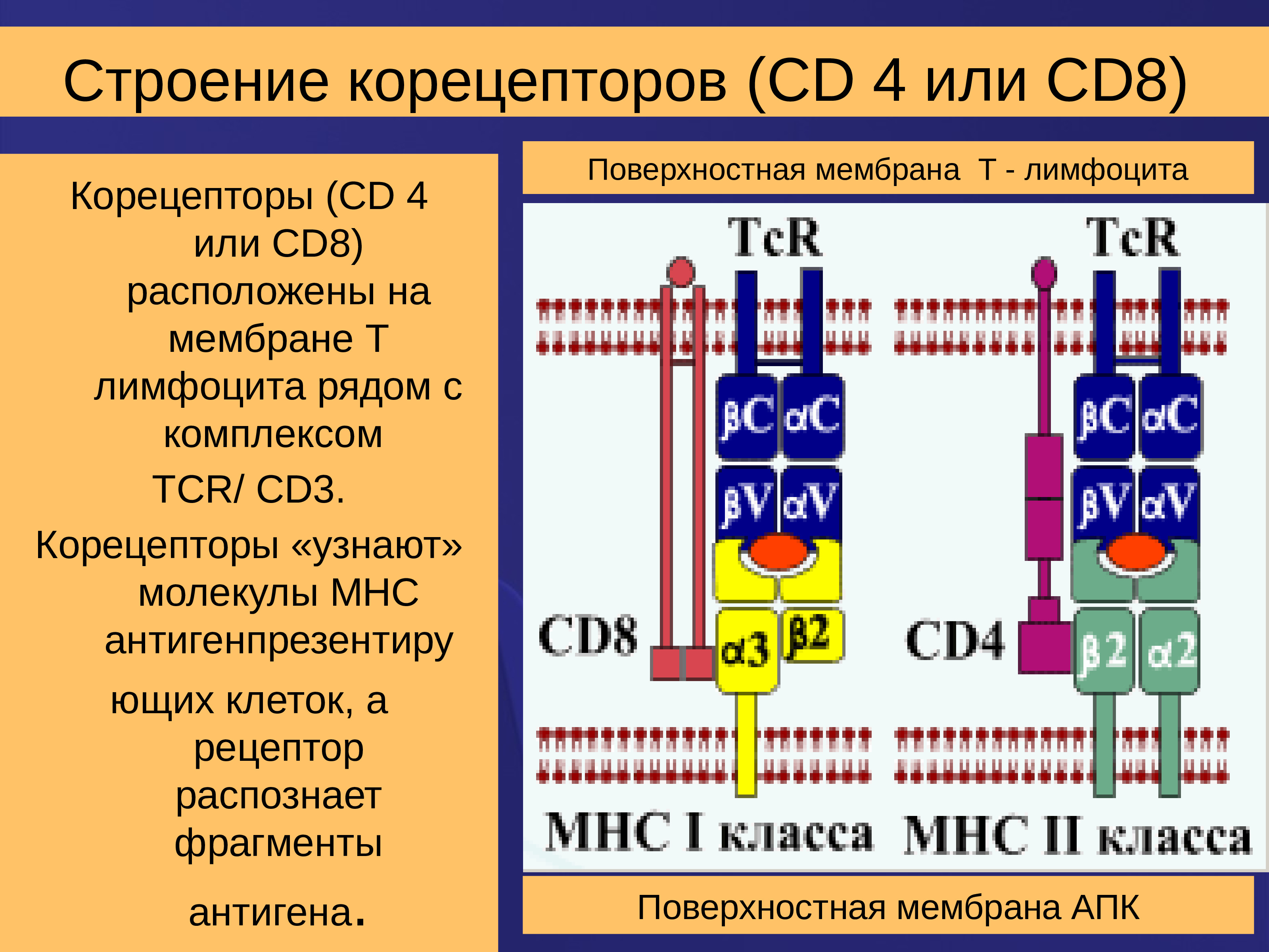 Структура 8. Строение антигенраспознающего рецептора т-лимфоцитов (TCR).. Корецептор т-лимфоцитов cd8 связывается с. Cd4 Рецептор строение. Строение рецептора т лимфоцита.