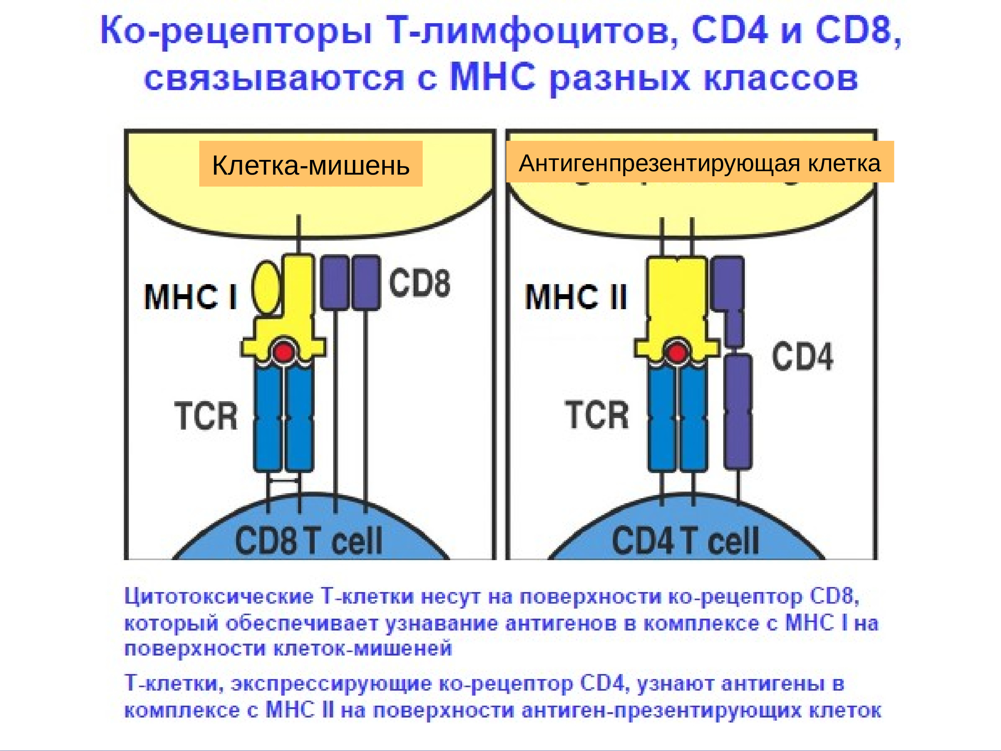 4 рецептора. Cd4 cd8 рецепторы. Строение рецептора т лимфоцита. Адгезия cd4 рецептора т-лимфоцитов осуществляется. Антигенраспознающий Рецептор b лимфоцитов.