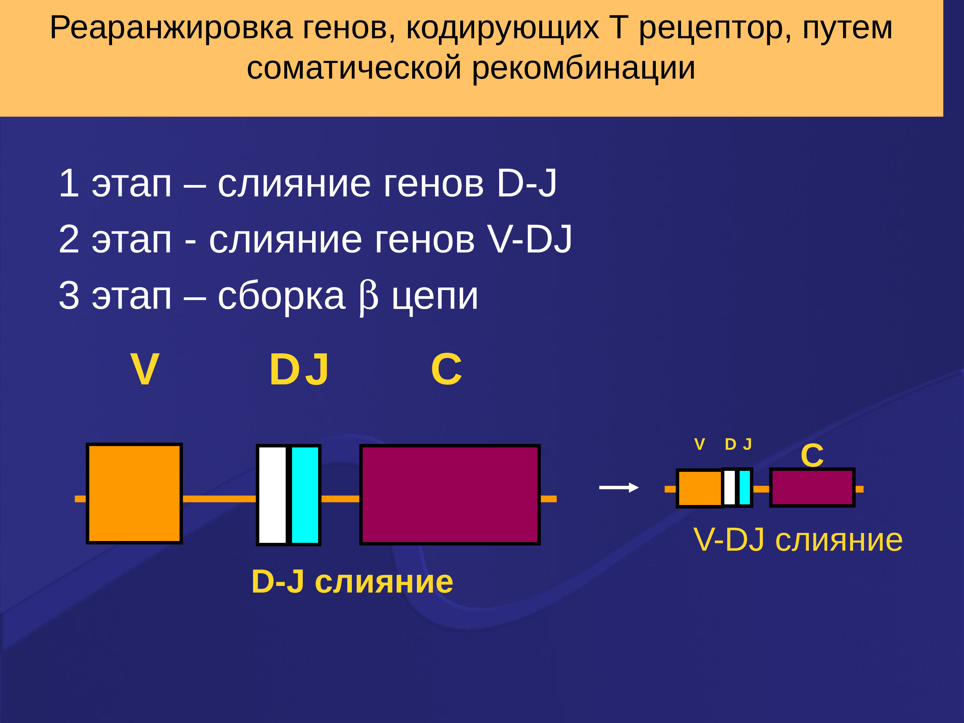 Кодирующая цепь гена. Реаранжировка генов. Реаранжировка иммуноглобулинов. Схема перестройки генов кодирующих в клеточный Рецептор. Реаранжировка т клеточного рецептора.