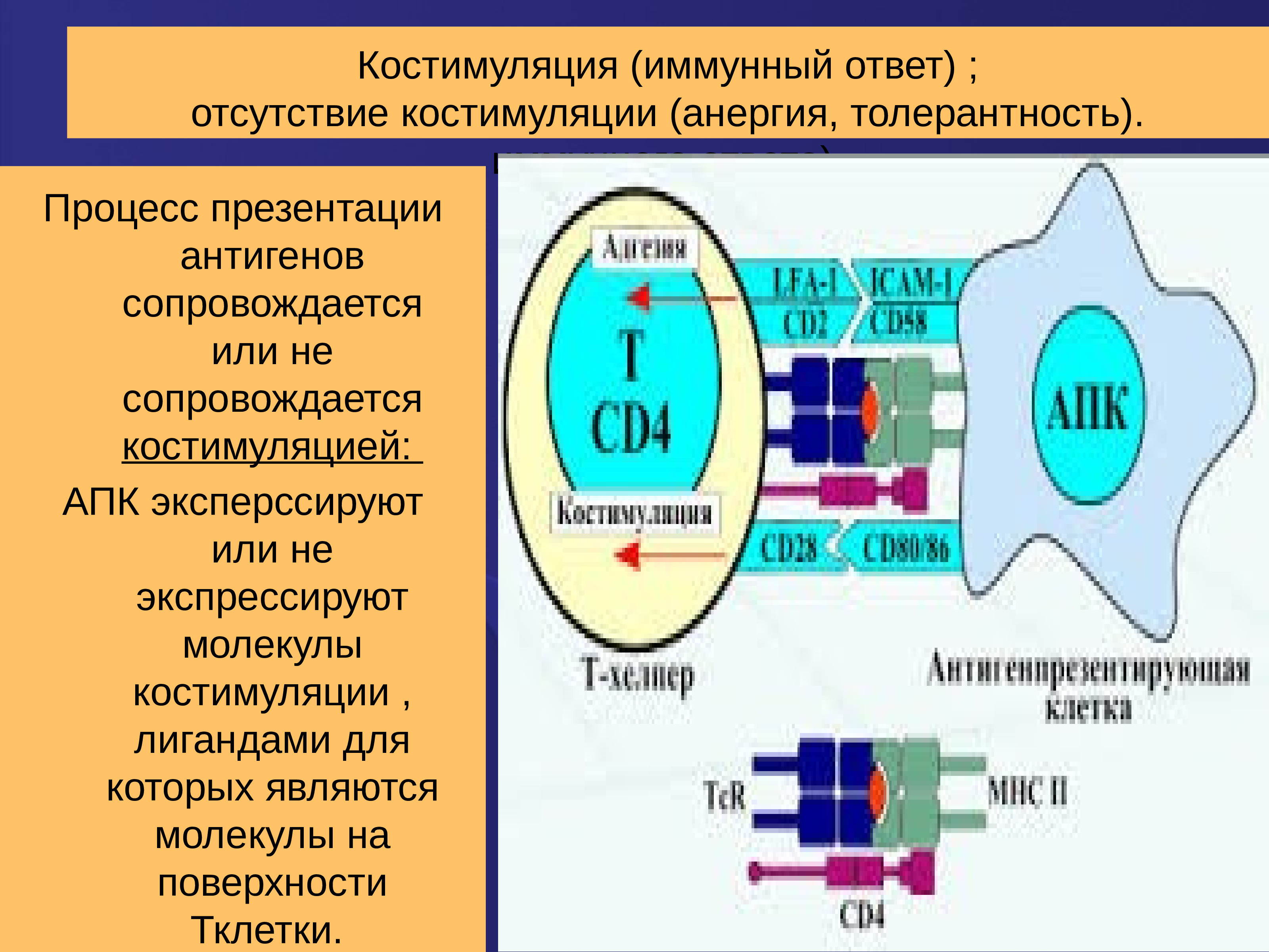 Клеточная презентация антигена mog