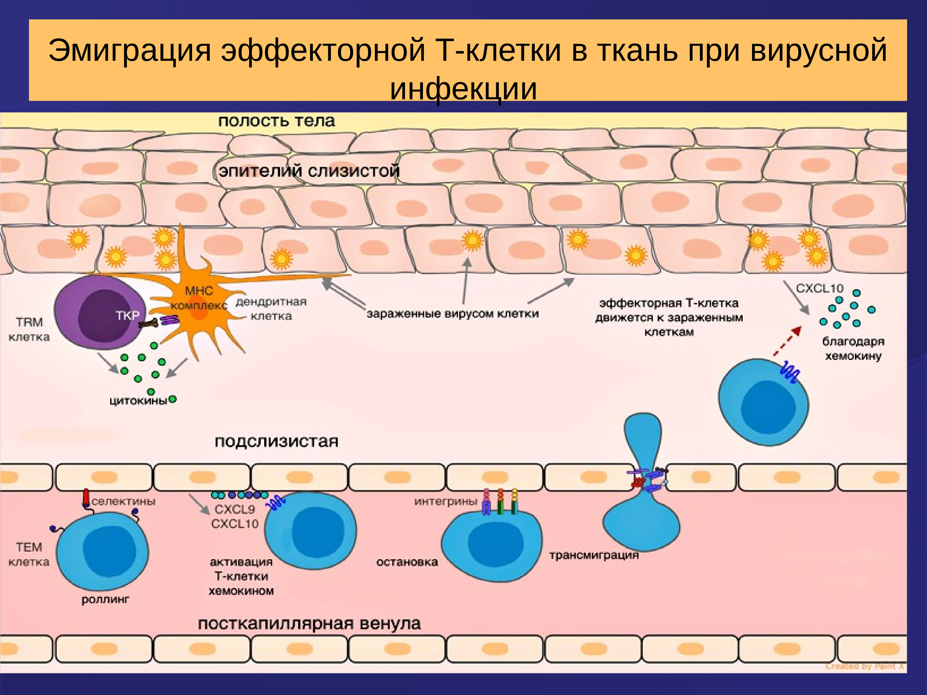 Эффекторные клетки т лимфоцитов. Эмиграция эффекторной т-клетки в ткань при вирусной инфекции. Эффекторные т клетки.