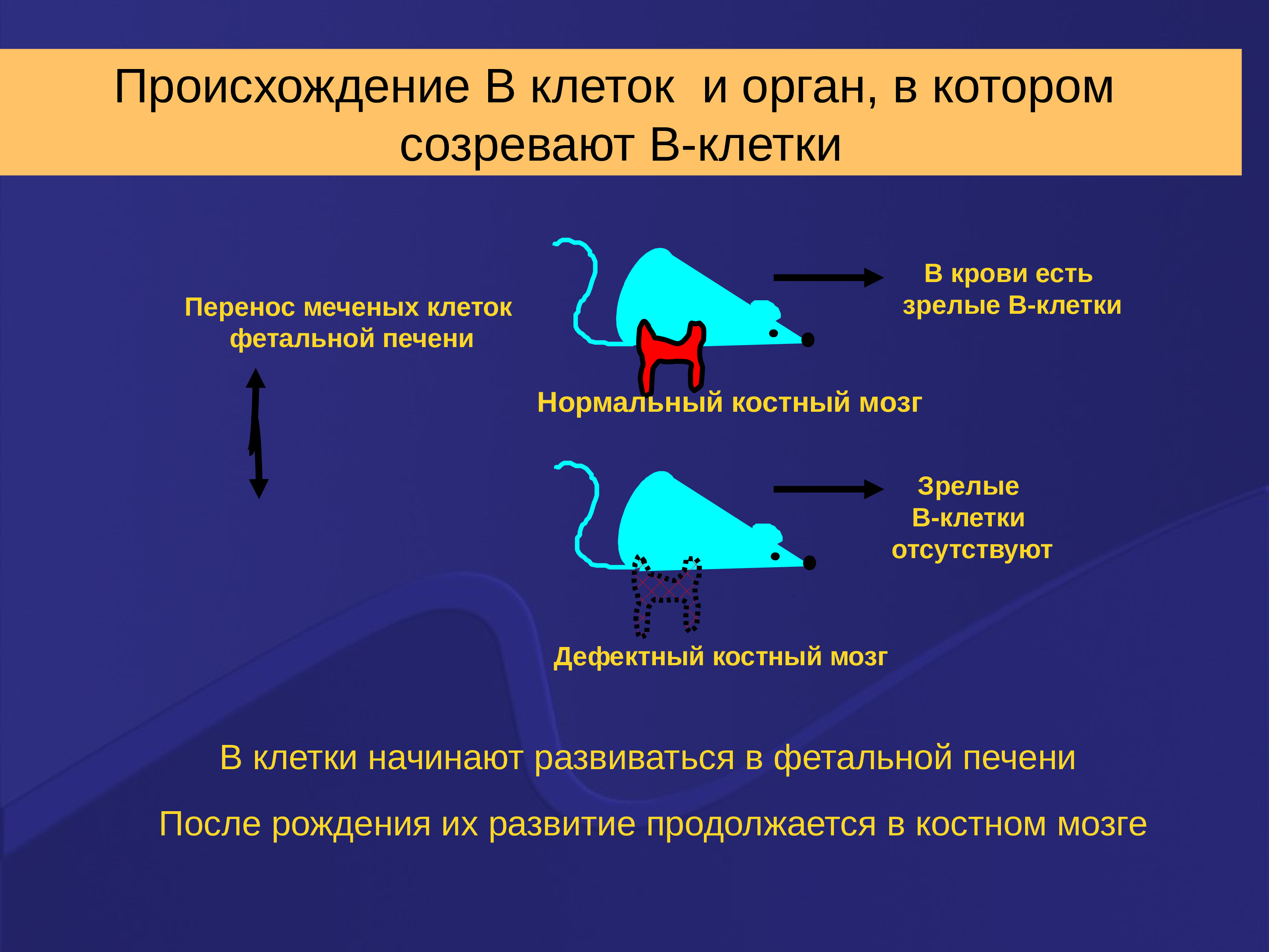 Клетка перенос. Иммунопоэз. Иммунопоэз происходит в. Это орган, в котором созревают т-клетки.. Развитие мозга роль фактора в биологии.