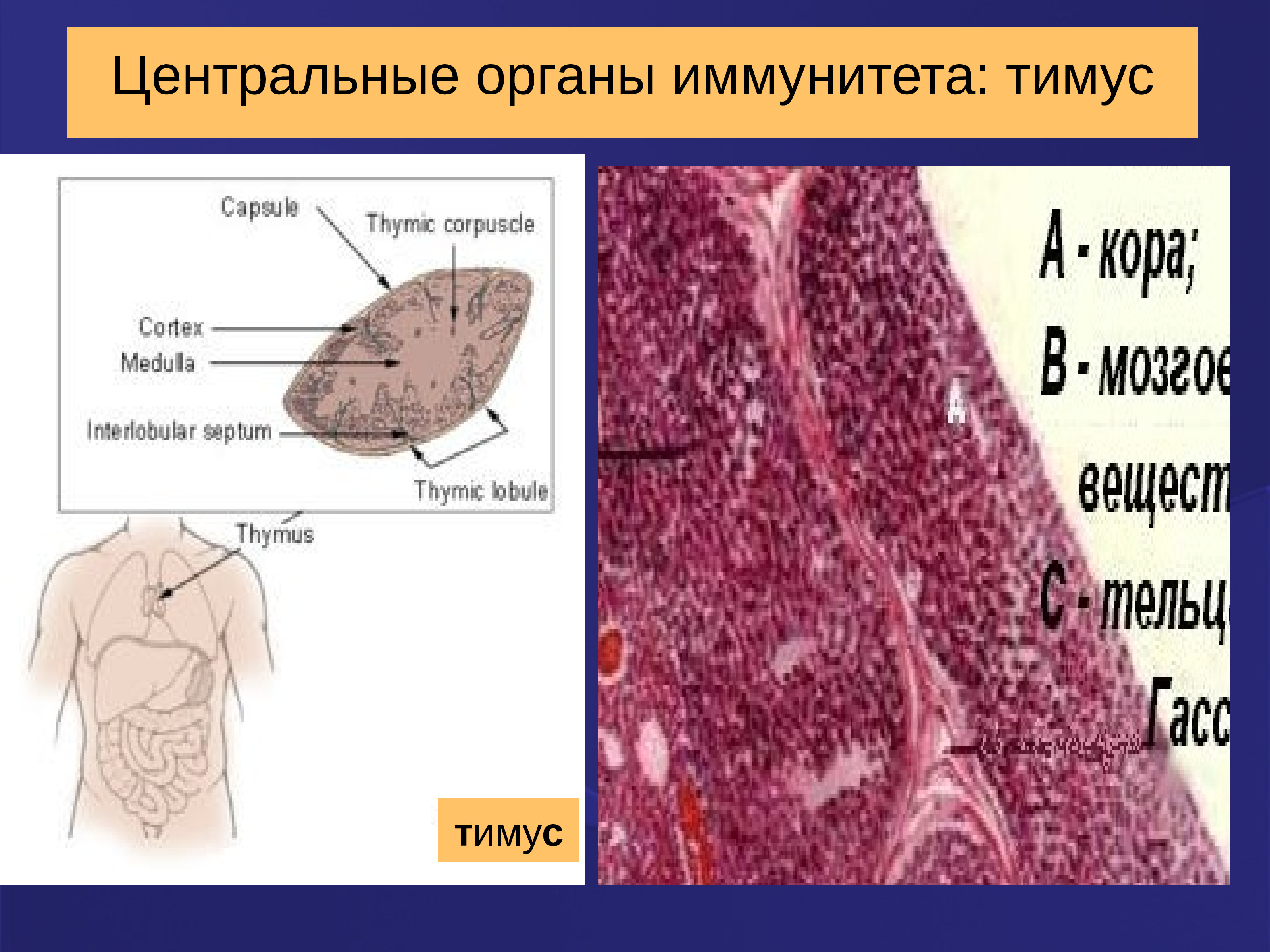 Иммунная система тимус. Тимус строение. Развитие т клеток в тимусе. Мозговое вещество тимуса. Корковое и мозговое вещество тимуса.