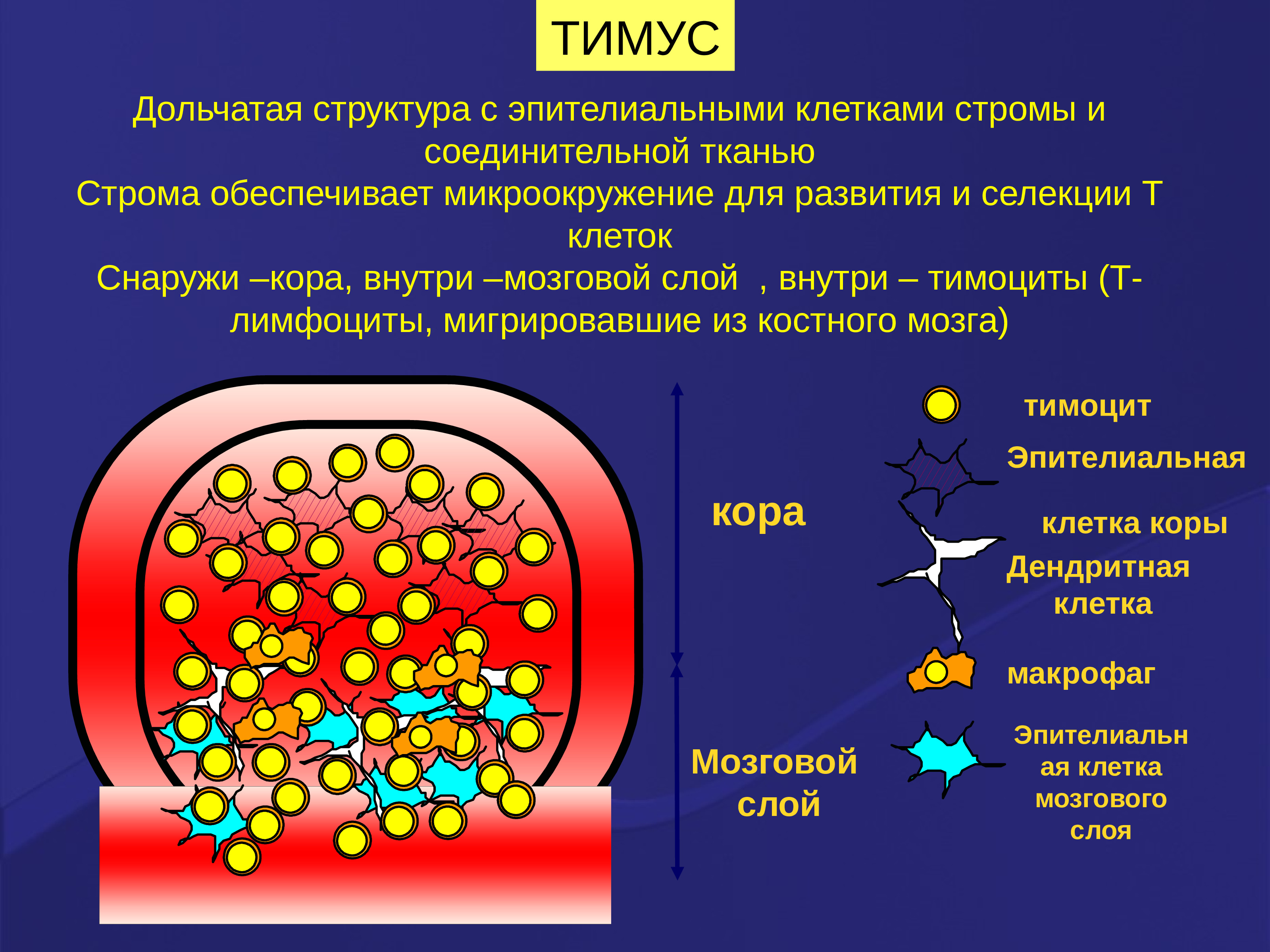 Механизмы формирования разнообразия т-клеточных рецепторов