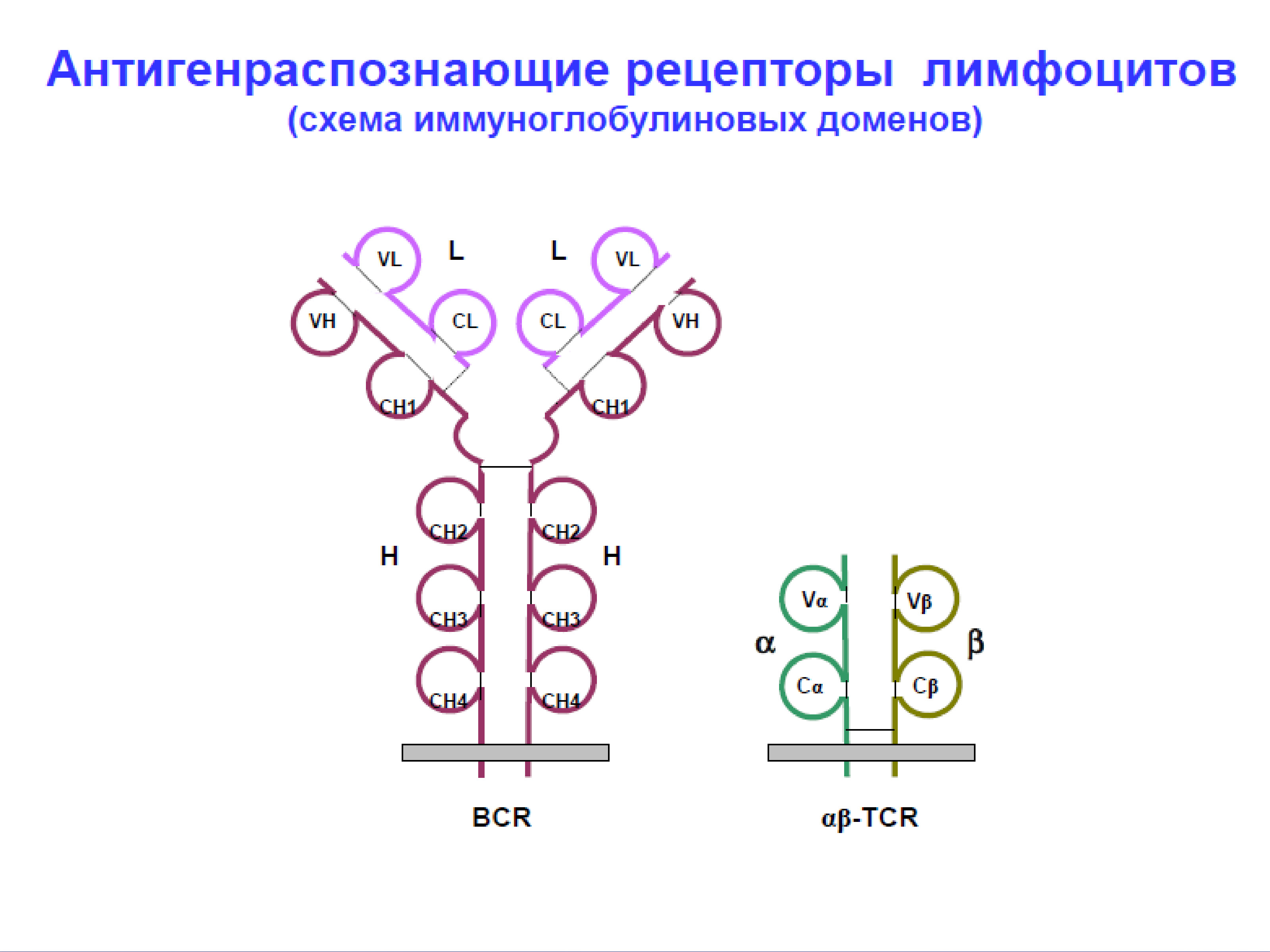 Строение т. Схема строения TCR рецептора. Структура антигенраспознающего рецептора т-лимфоцита. Строение антигенраспознающих рецепторов т-лимфоцитов. Антигенраспознающий Рецептор т-лимфоцитов и в-лимфоцитов. Структура..