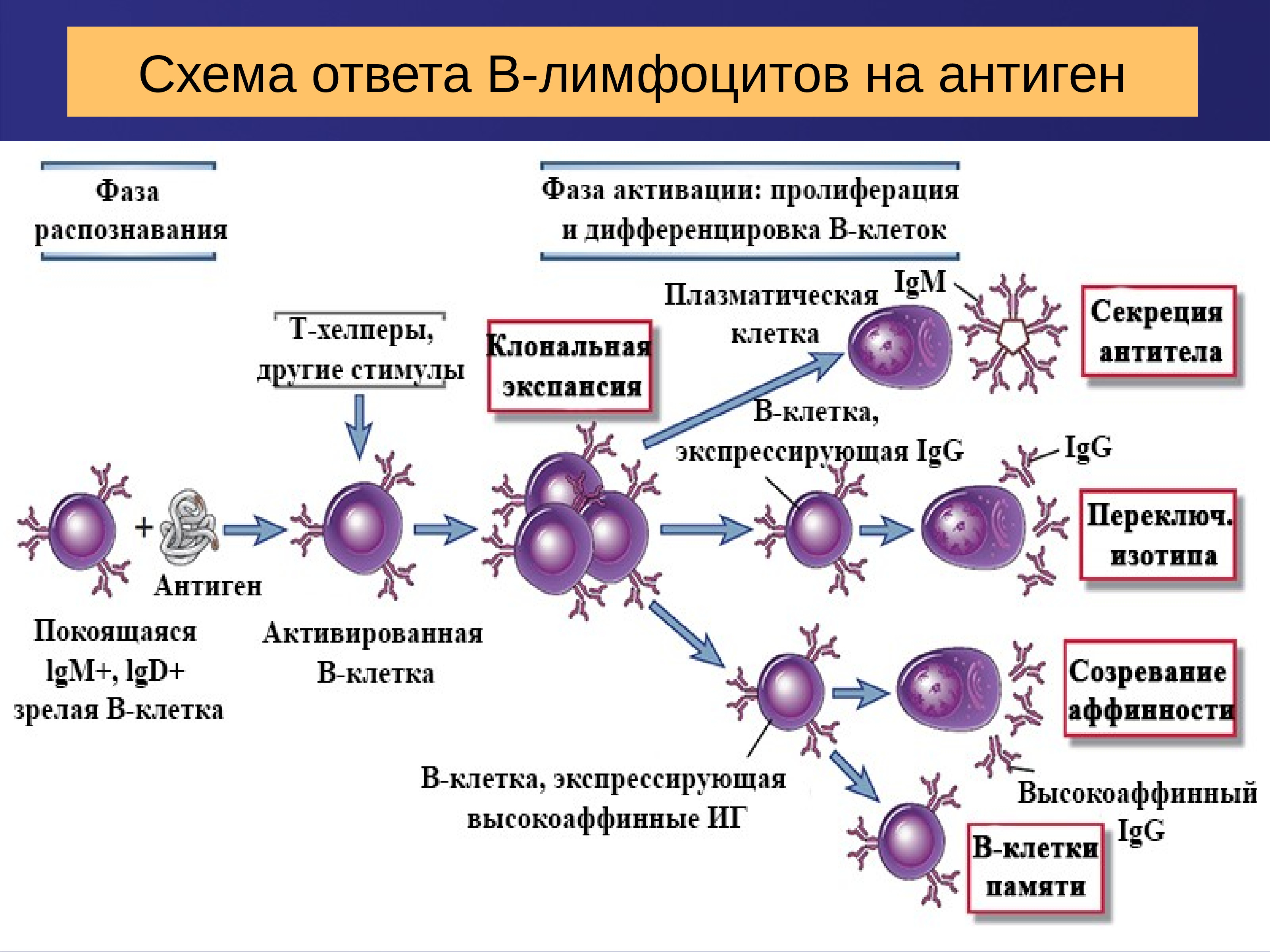 Иммунного е. Схема образования клеток иммунной системы. Образование лимфоцитов схема. Т-лимфоциты иммунной системы схема. Созревание т лимфоцитов схема.