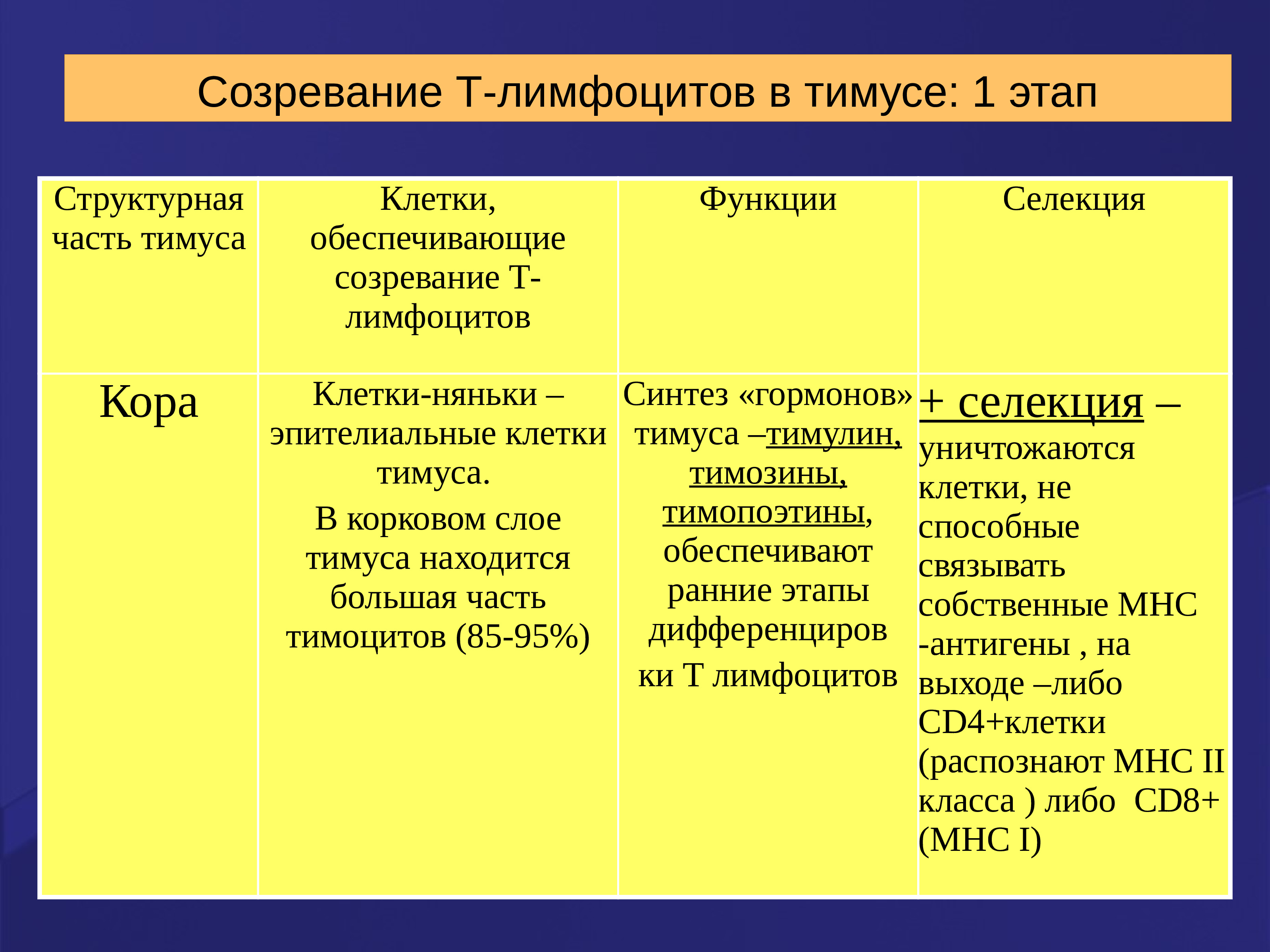 Созревание т лимфоцитов схема