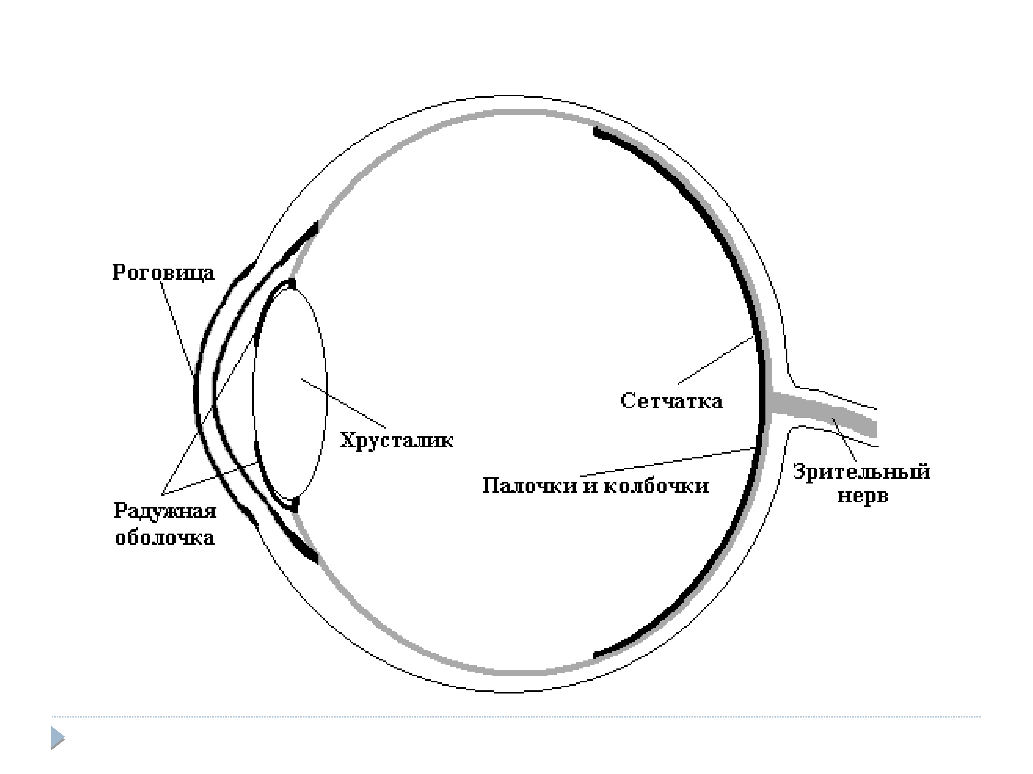 Схема зрительного рецептора