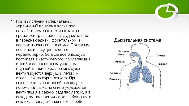 При вдохе воздух проходит через. Влияние на дыхательную систему баскетбол. Расширение грудной клетки упражнения дыхание. Роль грудной клетки в процессе дыхания. Упражнения для увеличения объема легких.