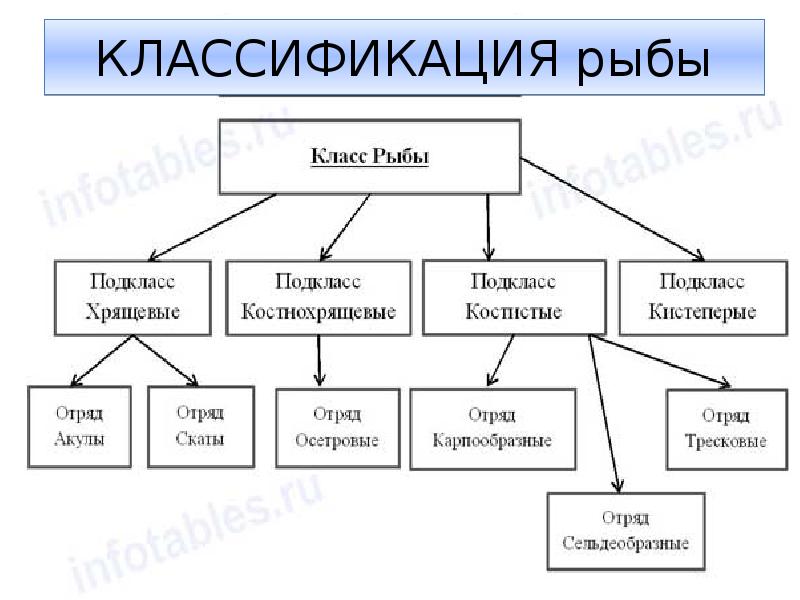 Дополните схему классификации рыб по температуре в толще мышц