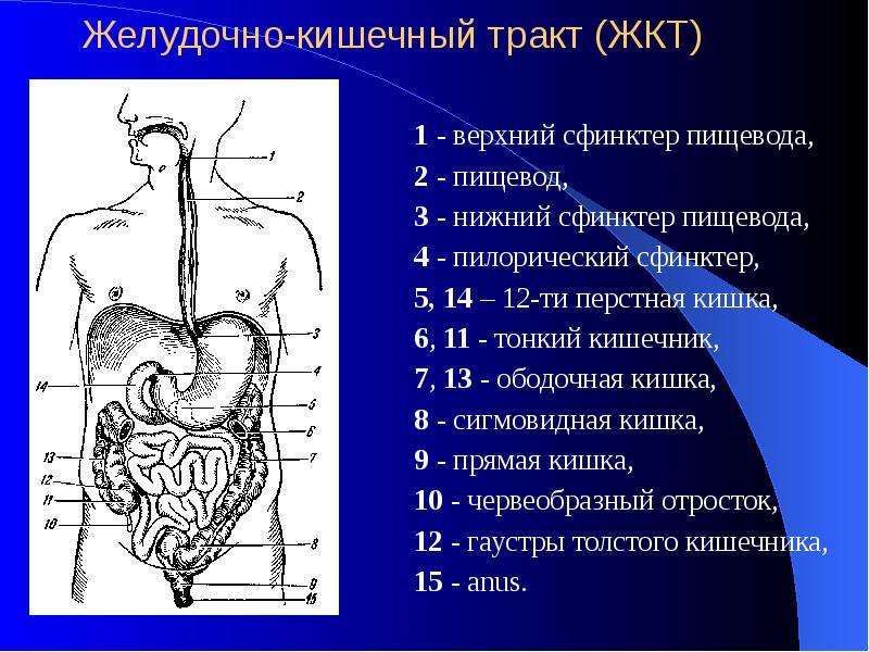 Пищевод толстая кишка желудок схема