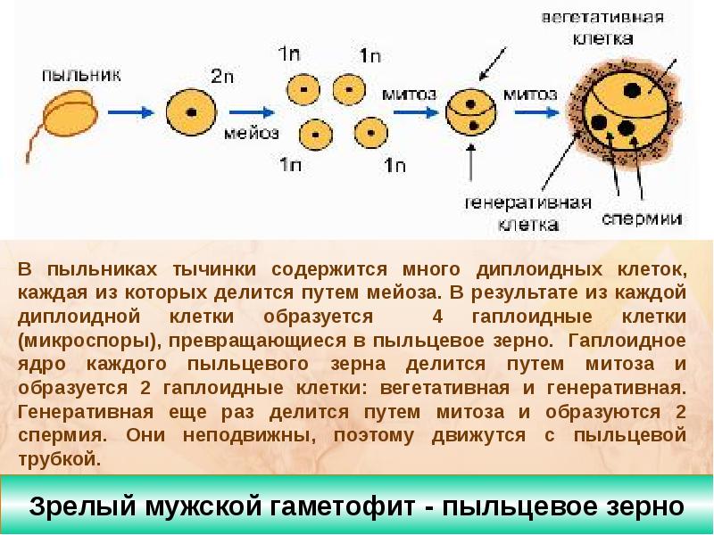 Презентация двойное оплодотворение цветковых растений