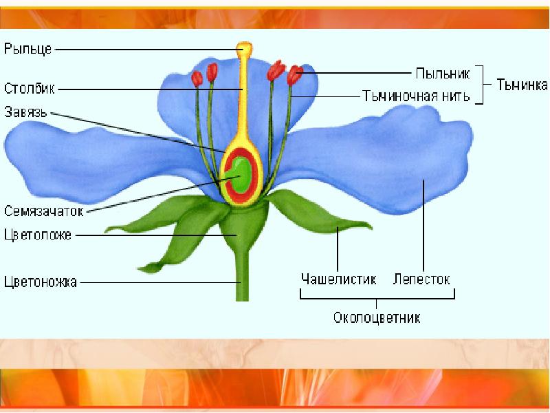 Двойное оплодотворение у цветковых растений схема 10 класс