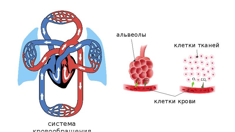 Дыхание и кровообращение вопросы. Взаимосвязь дыхательной и кровеносной систем. Органы дыхания и кровообращения 3 класс. Циркуляция крови. Кровообращение 3 класс.