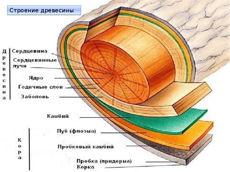 Ядро древесины. Строение древесины. Строение дерева в разрезе. Структура древесины.