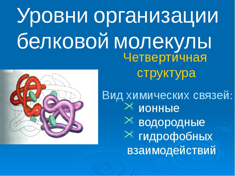 Уровни организации белковой молекулы Уровни организации белковой молекулы