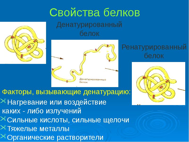 Презентация на тему белки по биологии