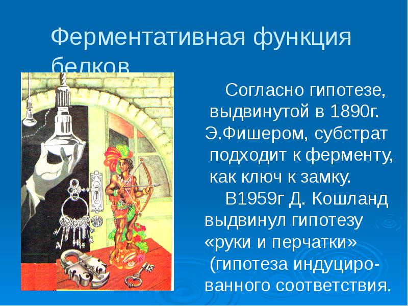Ферментативная функция белков Ферментативная функция белков