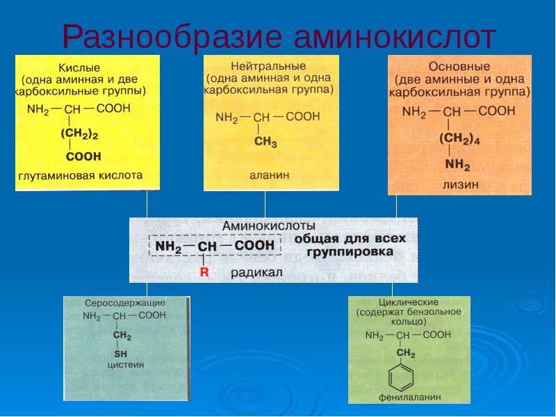 Презентация по теме аминокислоты