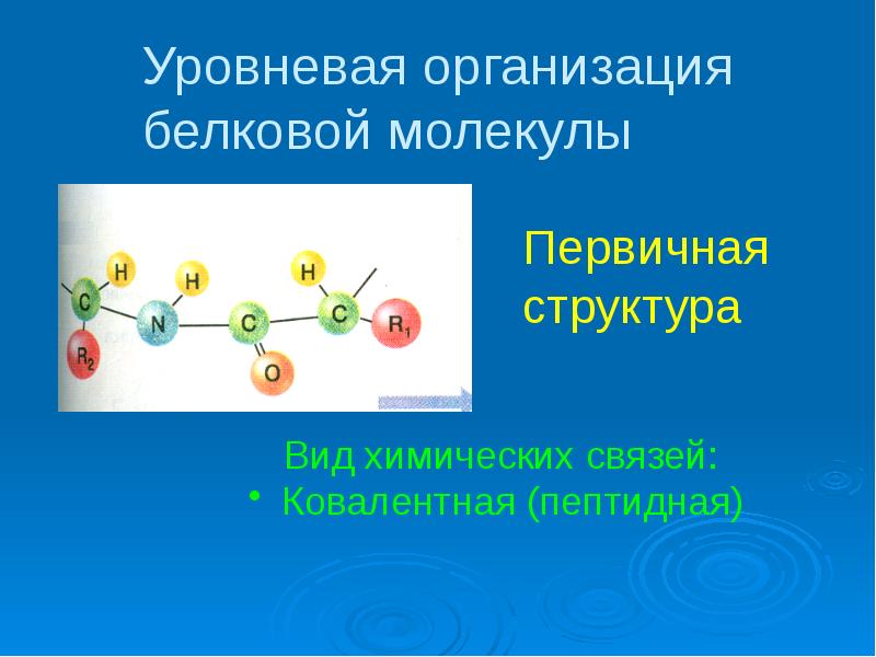 Уровневая организация белковой молекулы Уровневая организация белковой молекулы