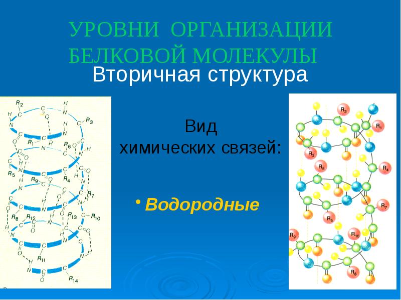 УРОВНИ ОРГАНИЗАЦИИ БЕЛКОВОЙ МОЛЕКУЛЫ УРОВНИ ОРГАНИЗАЦИИ БЕЛКОВОЙ МОЛЕКУЛЫ