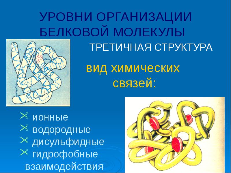 УРОВНИ ОРГАНИЗАЦИИ БЕЛКОВОЙ МОЛЕКУЛЫ УРОВНИ ОРГАНИЗАЦИИ БЕЛКОВОЙ МОЛЕКУЛЫ