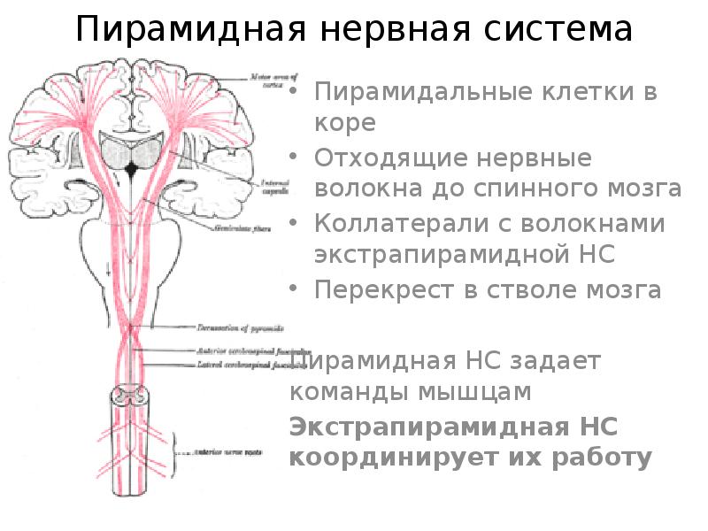 Пирамидная система презентация