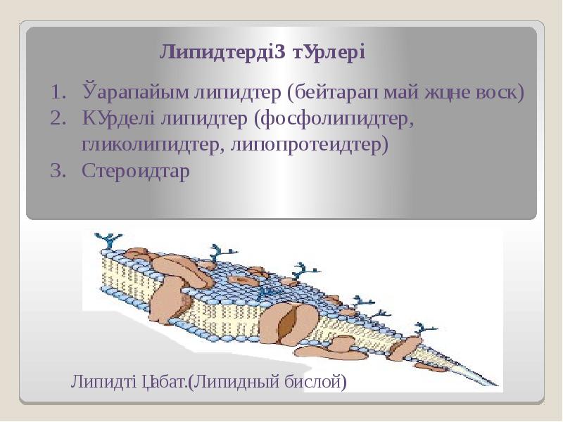 Липидтердің құрылымдық компоненттері презентация