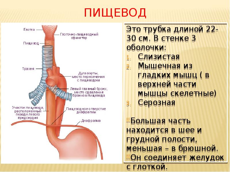 Какой орган человека может служить образцом при изготовлении гибких душевых шлангов 1 пищевод