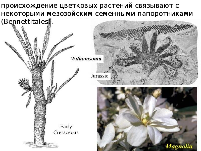 коэволюция цветка и насекомого. коэволюция насекомых и растений с плотными листьями. коэволюция это в биологии. появление цветка у растений. появление насекомых появление цветковых.