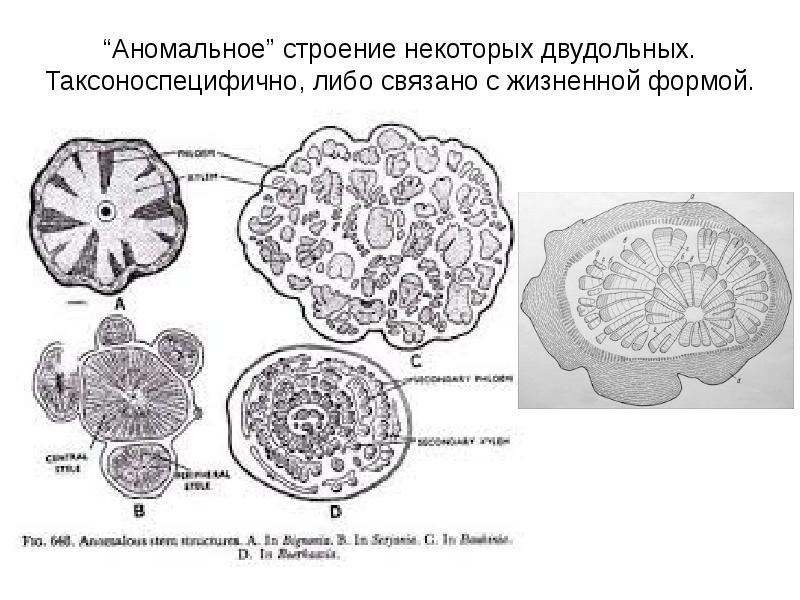 Строение некоторые. Корень аномального строения двудольного. Структура анималий рисунки. Аномальное строение ВЗТ. Аномальное строение клапана по строению вельсемы.