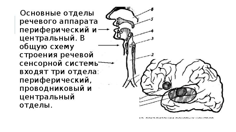 Центральный речевой аппарат картинки