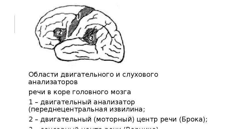 Центральный речевой аппарат картинки