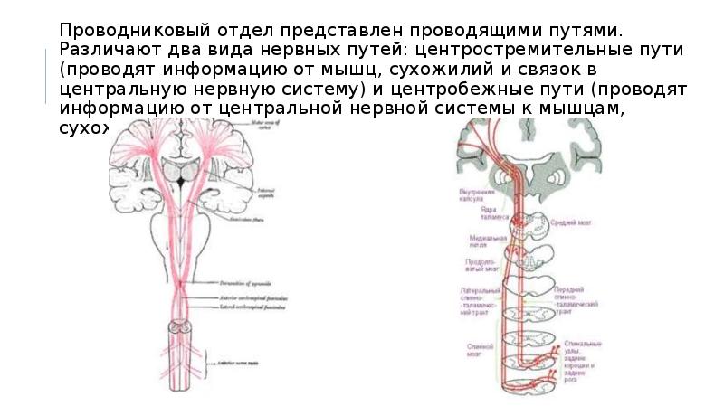 Речевые отделы