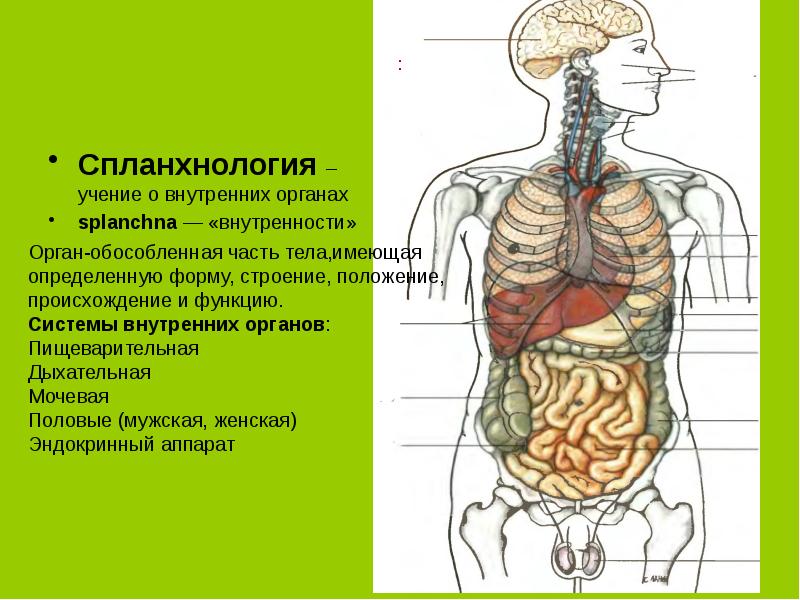 Органы с разными функциями но общим планом строения