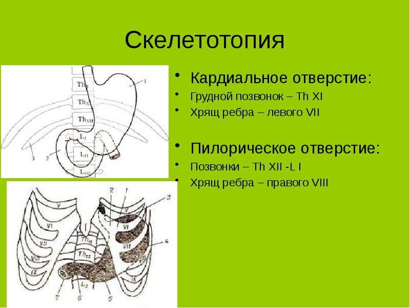 Скелетотопия печени схема