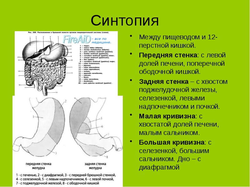 Синтопия нижней поверхности печени схема