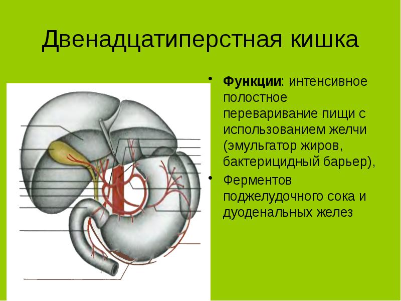 Двенадцатиперстная кишка презентация