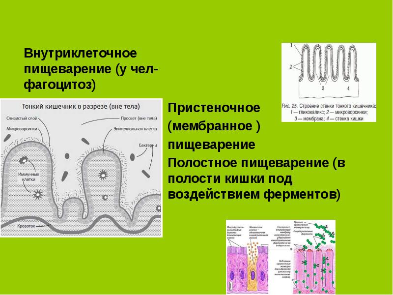 Внутриклеточное пищеварение картинки