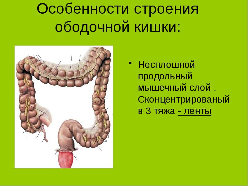 Заболевания прямой и ободочной кишки презентация