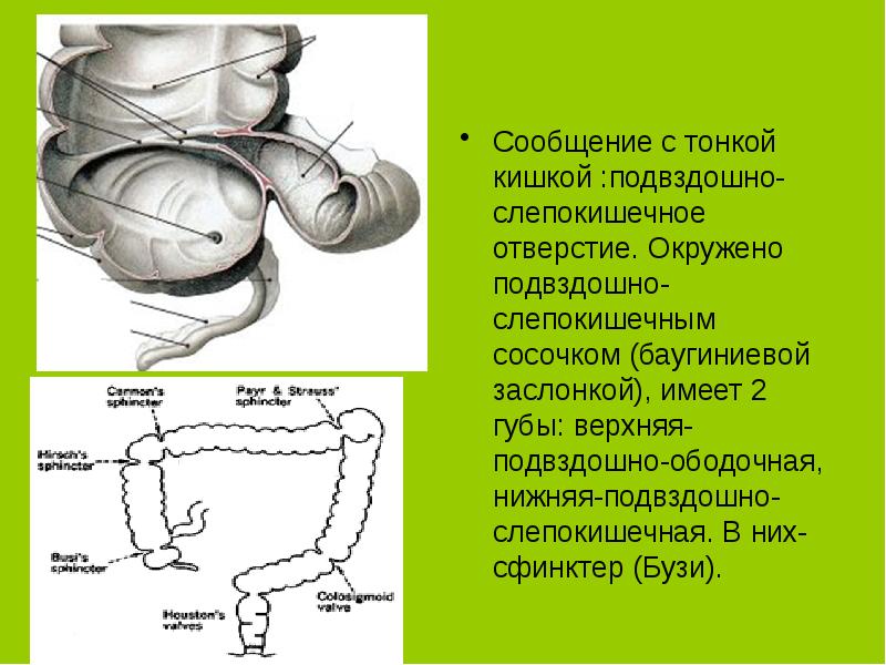 Сфинктеры толстой кишки схема