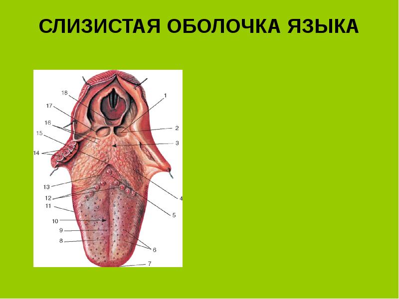 Строение слизистой оболочки языка рисунок