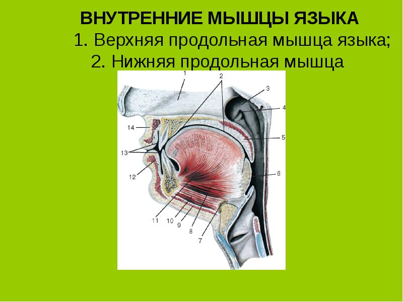 Мышцы языка схема