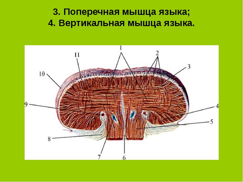 Мышцы языка схема