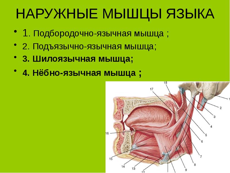 Мышцы языка анатомия картинки